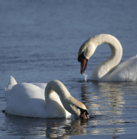 cygnes animalia parc