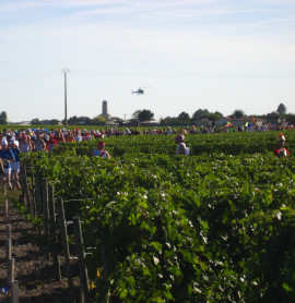 le marathon du medoc