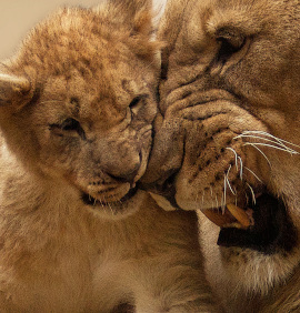 lion zoo palmyre