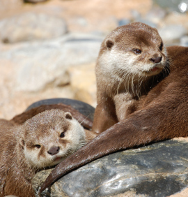 loutre zoo palmyre