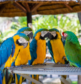 peroquet zoo palmyre