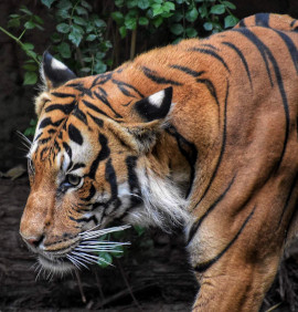 tigre zoo palmyre