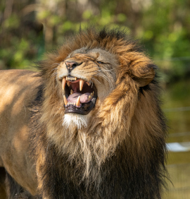 vacances zoo palmyre