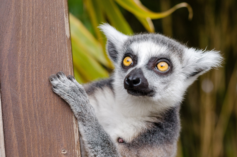 visite zoo palmyre