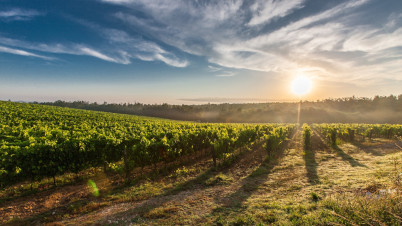 visite vigne medoc