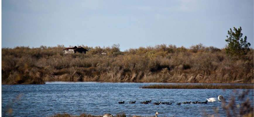 parc ornithologique du teich