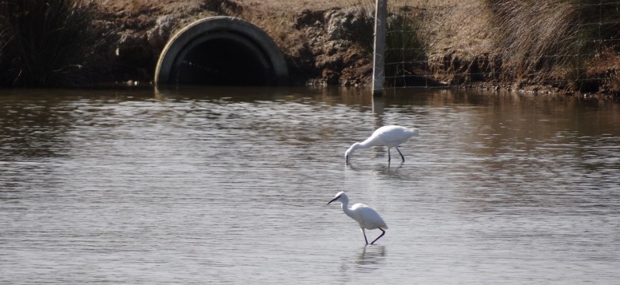 parc ornithologique du teich