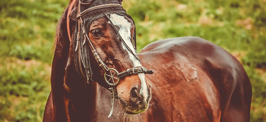 Balade à cheval près de Lacanau