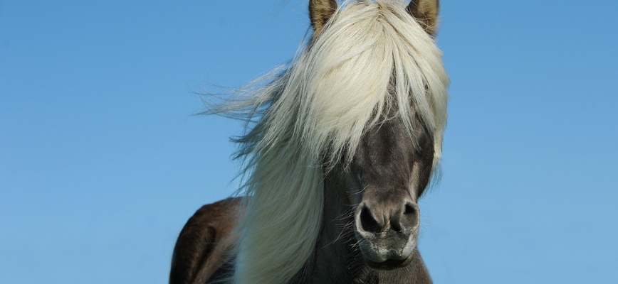 Balade à cheval près de Lacanau